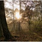 Lichtspiele im Wald ,  02