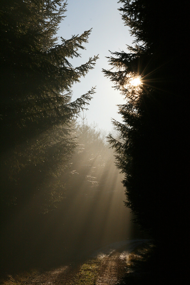 Lichtspiele im Wald