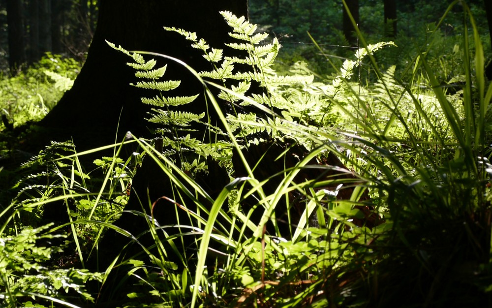 Lichtspiele im Wald