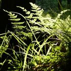 Lichtspiele im Wald