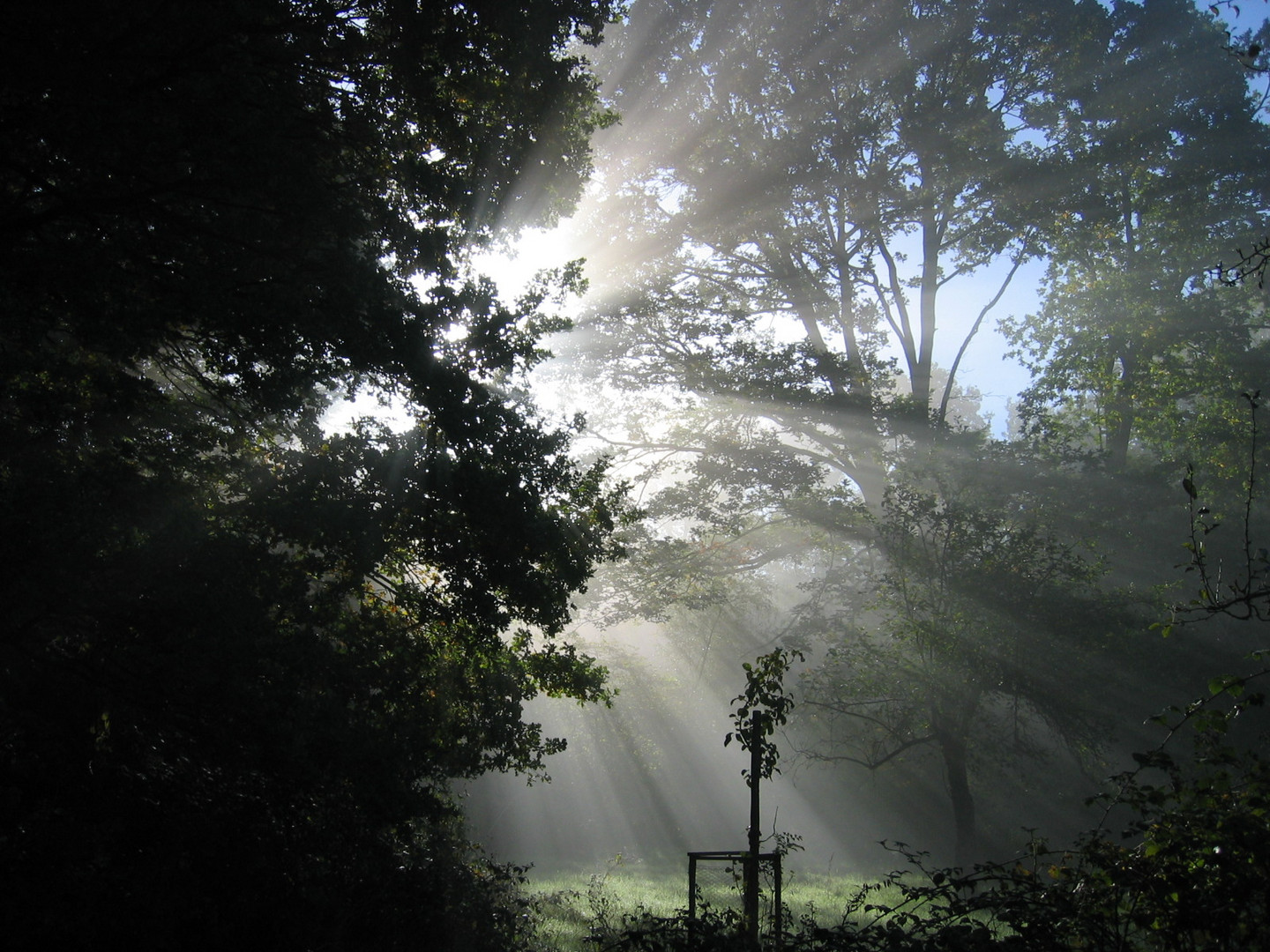 Lichtspiele im Wald 2