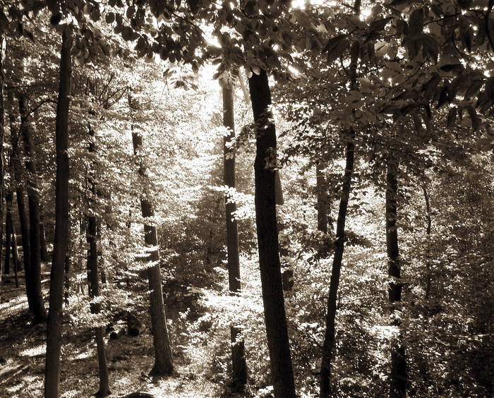 Lichtspiele im Wald