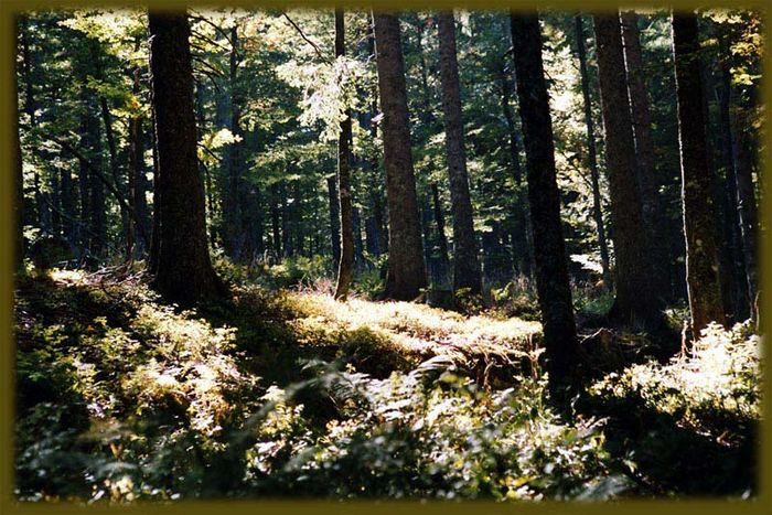 lichtspiele im wald