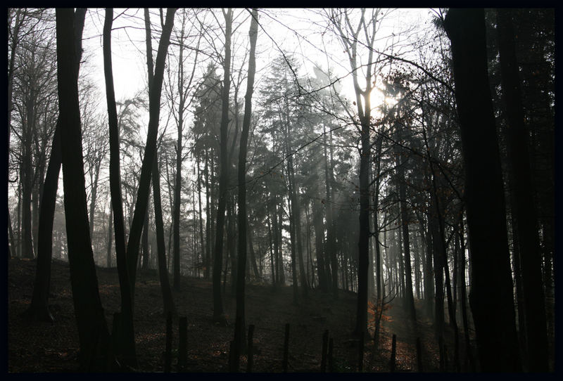 Lichtspiele im Wald