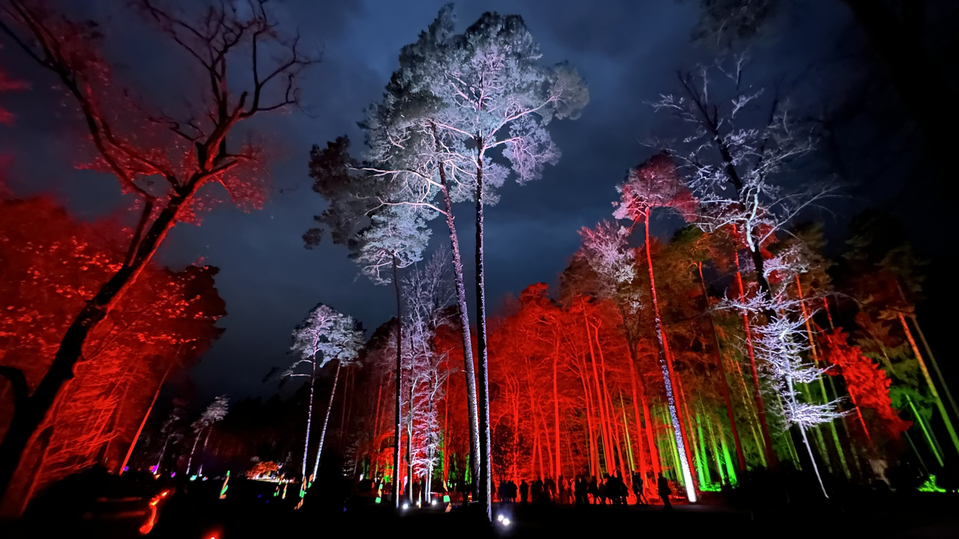 Lichtspiele im Wald