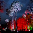 Lichtspiele im Wald