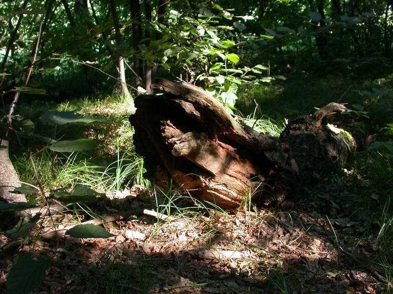 Lichtspiele im Wald