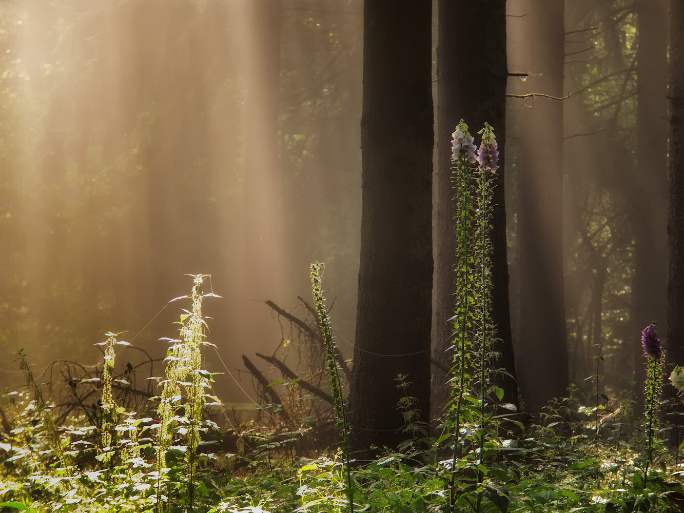 Lichtspiele im Wald