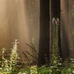 Lichtspiele im Wald