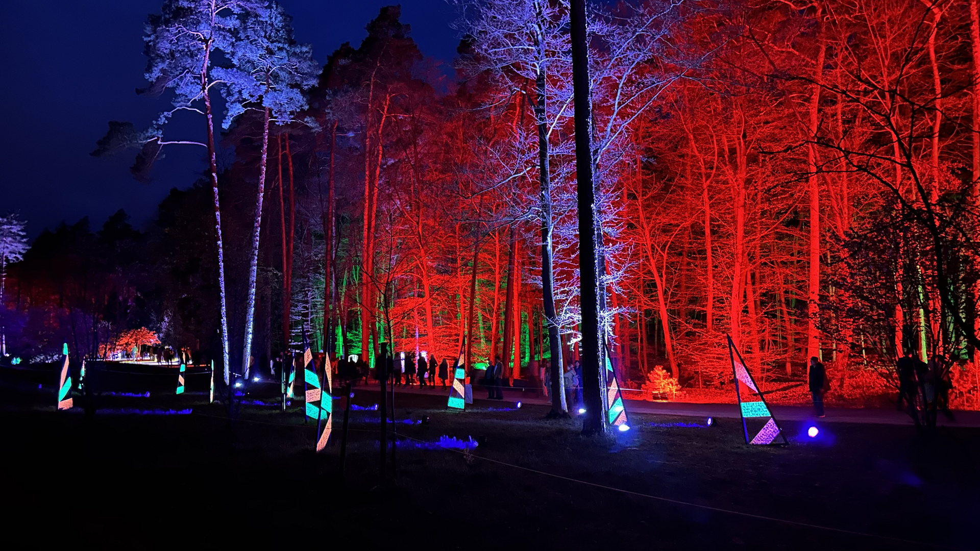 Lichtspiele im Wald