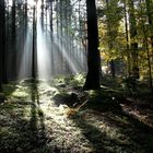 Lichtspiele im Wald