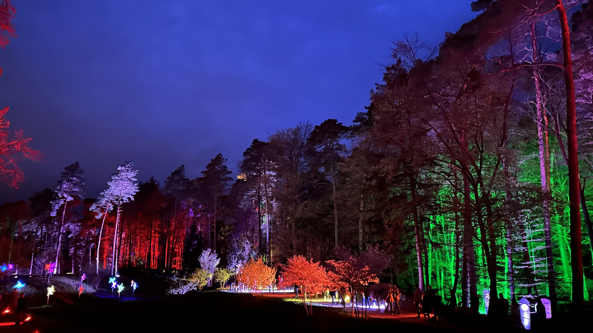 Lichtspiele im Wald