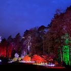 Lichtspiele im Wald