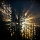 Lichtspiele im Wald