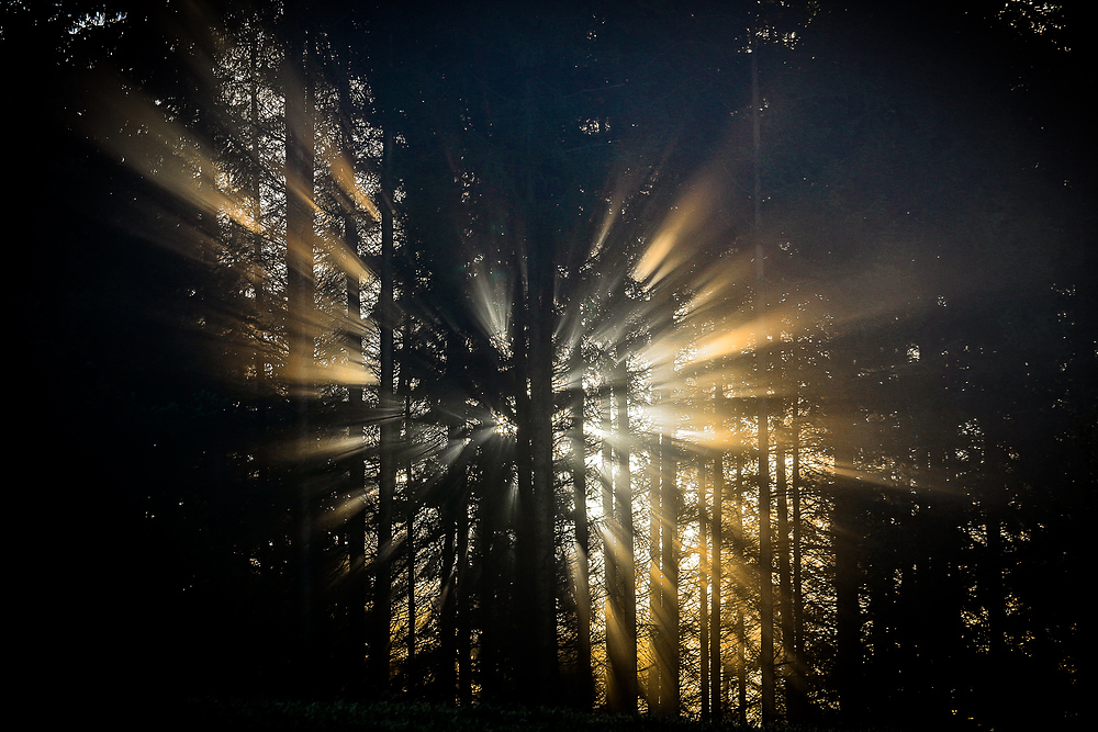 Lichtspiele im Wald