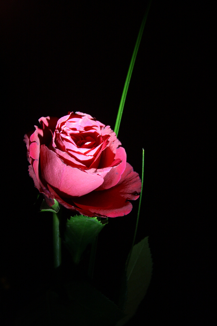 Lichtspiele mit einer Rose