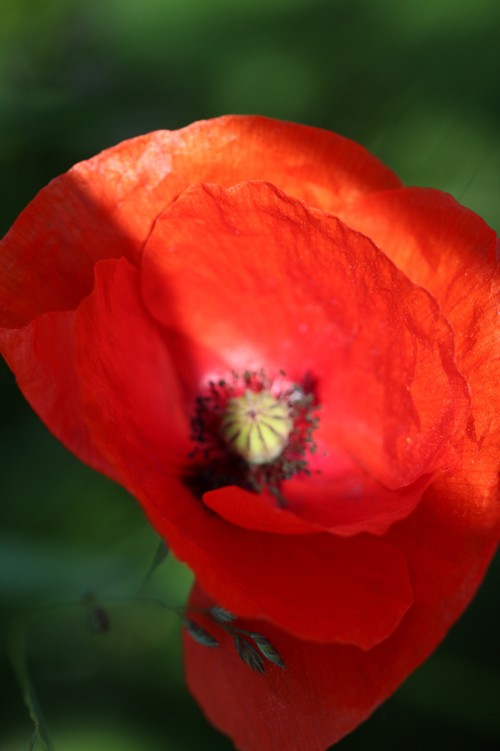 Lichtspiele mit Mohn