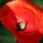 Lichtspiele mit Mohn