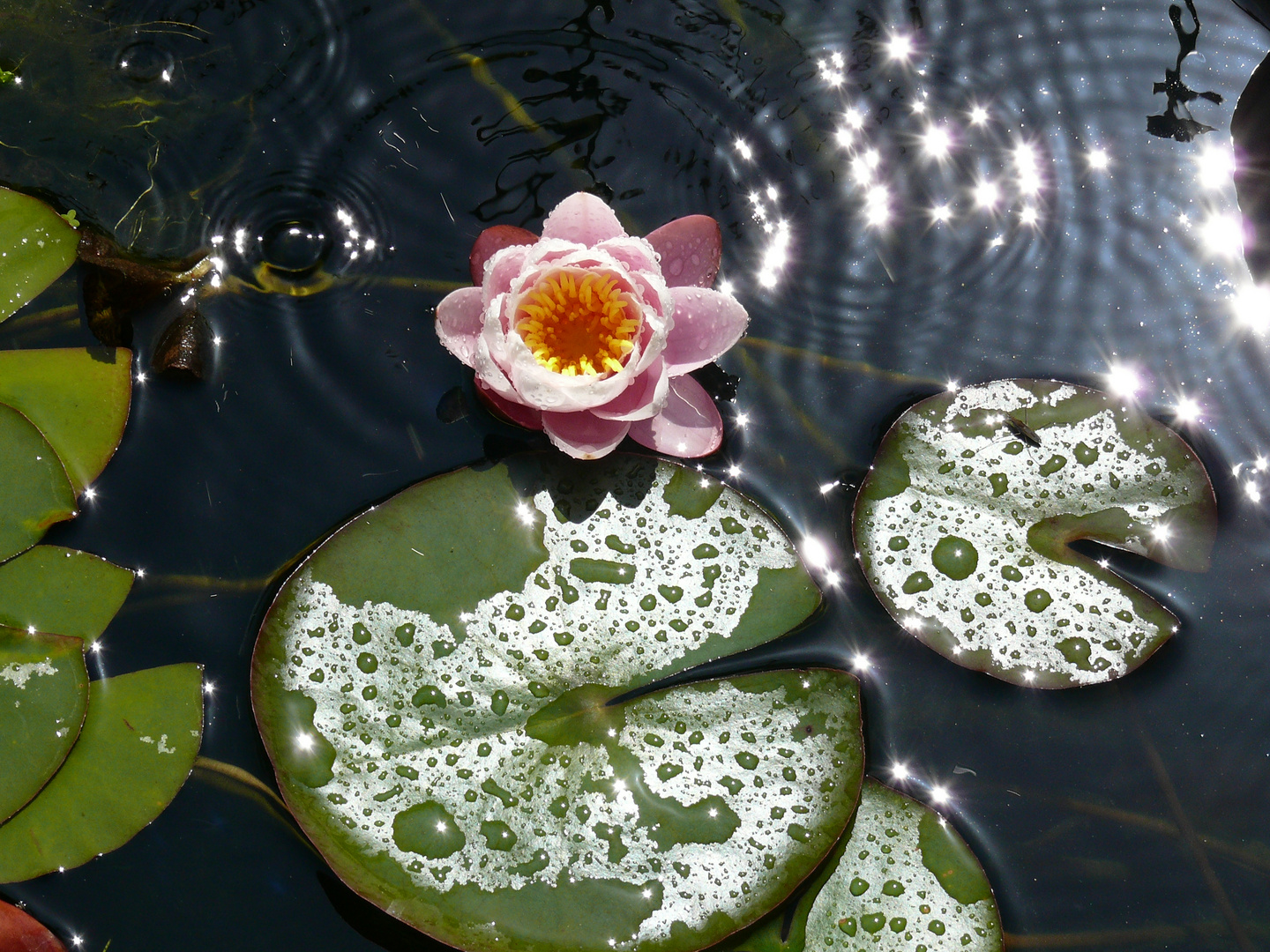 Lichtspiele mit Seerose