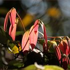 Lichtspielerei im Wald