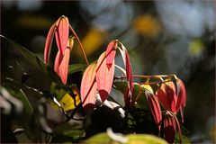 Lichtspielerei im Wald