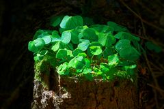 Lichtspot am Waldboden