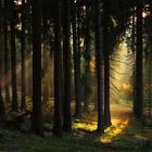 Lichtspot im dunklen Herbstwald