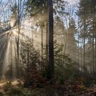 Lichtspot im Pfälzerwald bei Johanneskreuz im Januar 2024