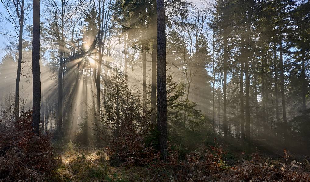 Lichtspot im Pfälzerwald bei Johanneskreuz im Januar 2024