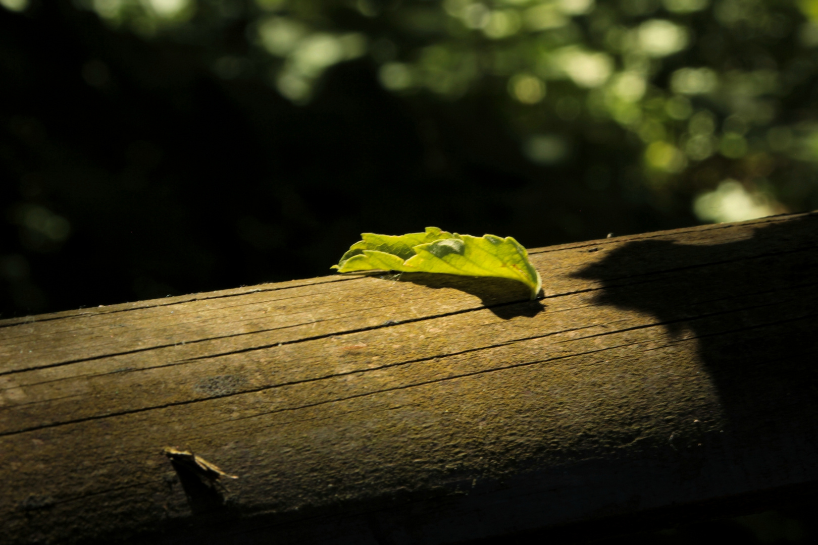 Lichtspot im Wald