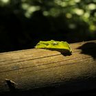 Lichtspot im Wald