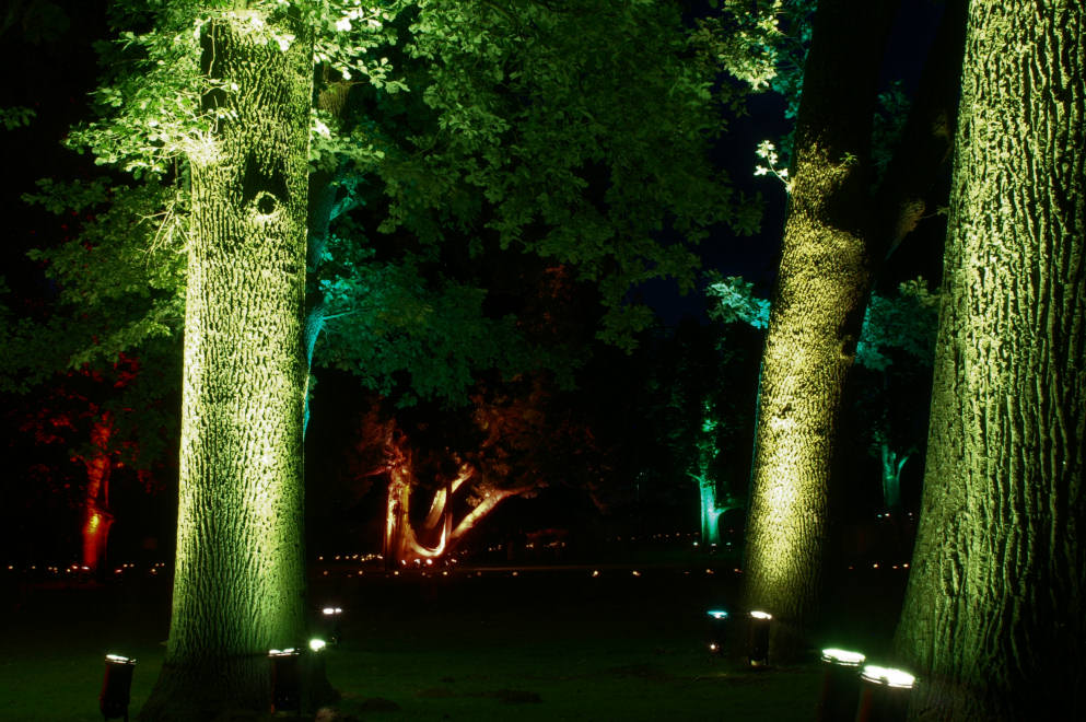 Lichtspuren 1 - Inseln aus Licht und Baum