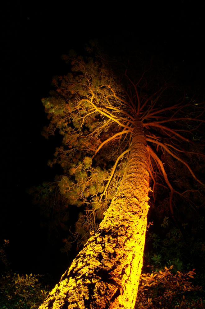 Lichtspuren 11 - Am Baum hinauf