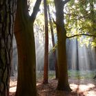 Lichtspuren im Wald