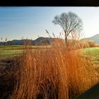 Lichtstimmung am Feld