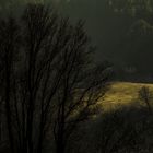 Lichtstimmung an der Elbe