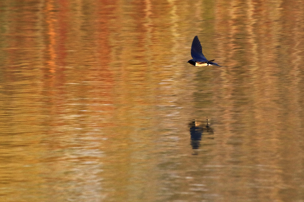 Lichtstimmung beim Schwalbenflug