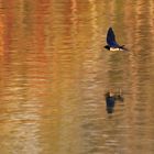 Lichtstimmung beim Schwalbenflug