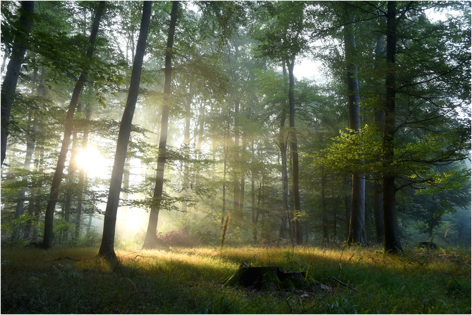 Lichtstimmung im Buchenwald