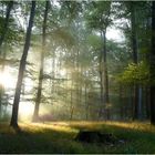 Lichtstimmung im Buchenwald