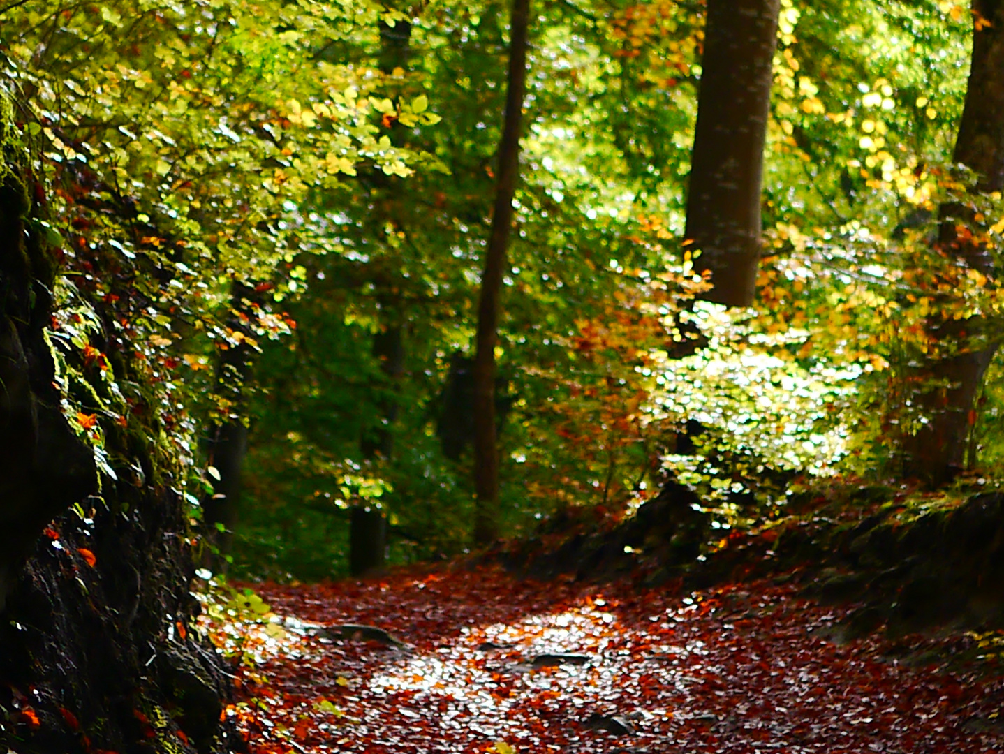 Lichtstimmung im Herbst