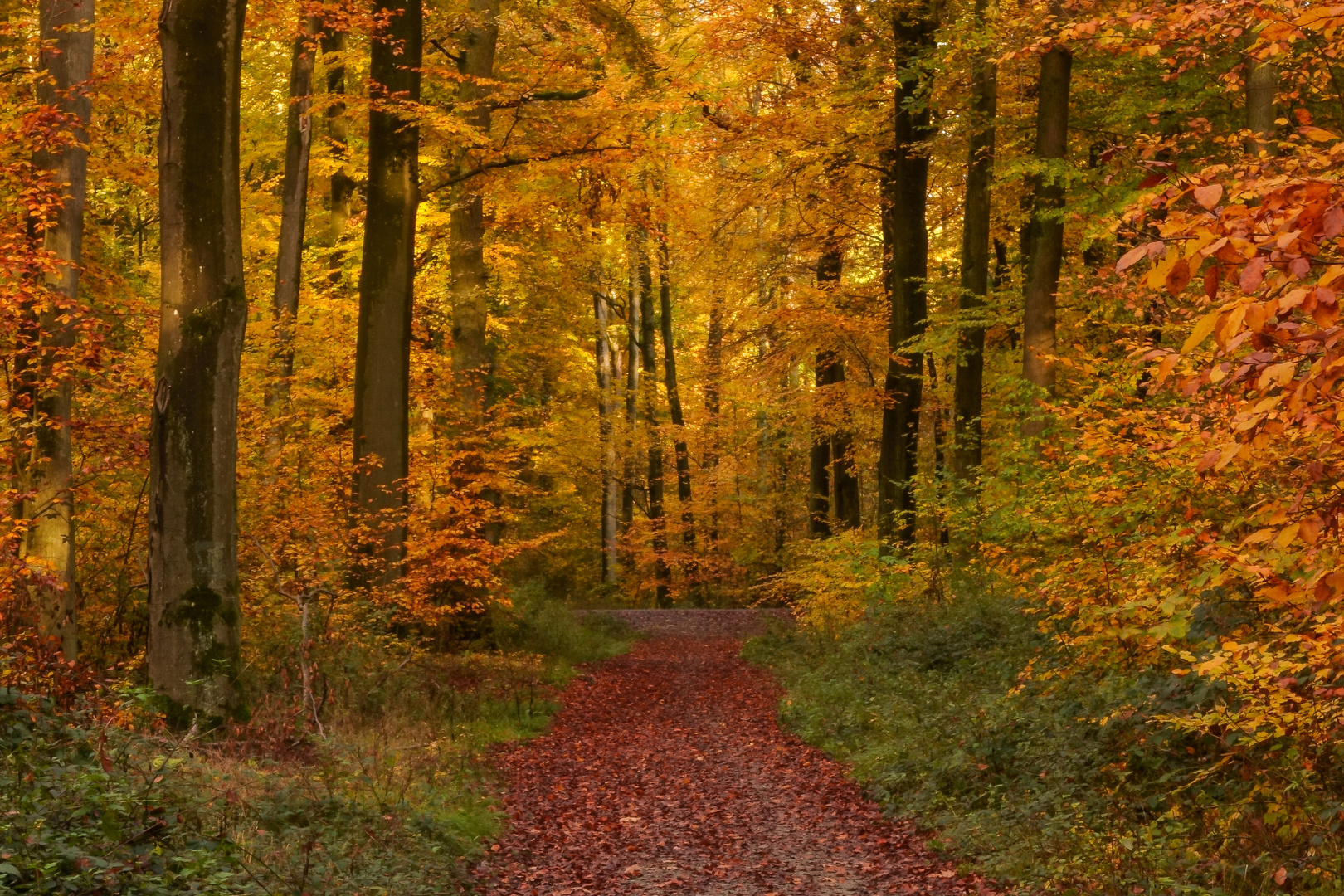 Lichtstimmung im Herbstwald