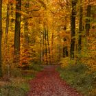 Lichtstimmung im Herbstwald