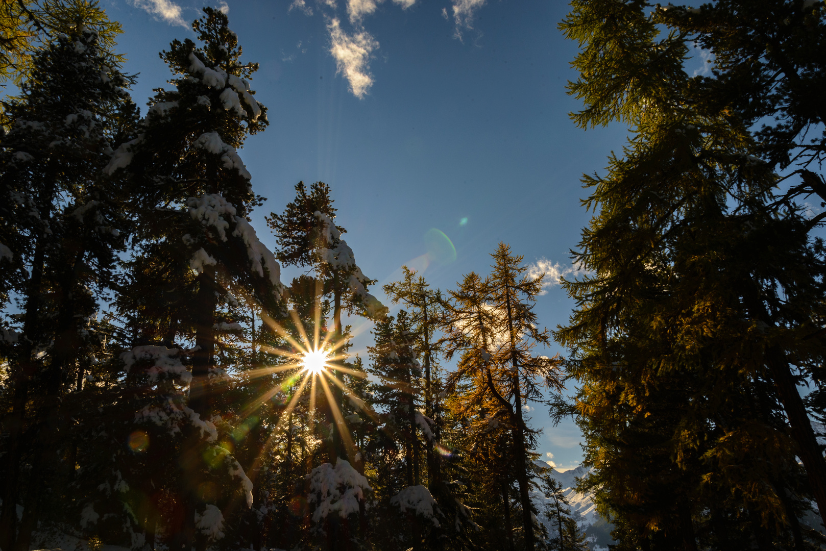 Lichtstimmung im Lärchenwald