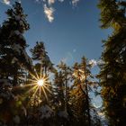 Lichtstimmung im Lärchenwald