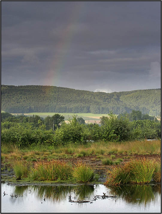 Lichtstimmung im Moor