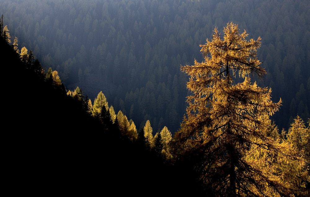 Lichtstimmung im Nationalpark Nockberge in Kärnten