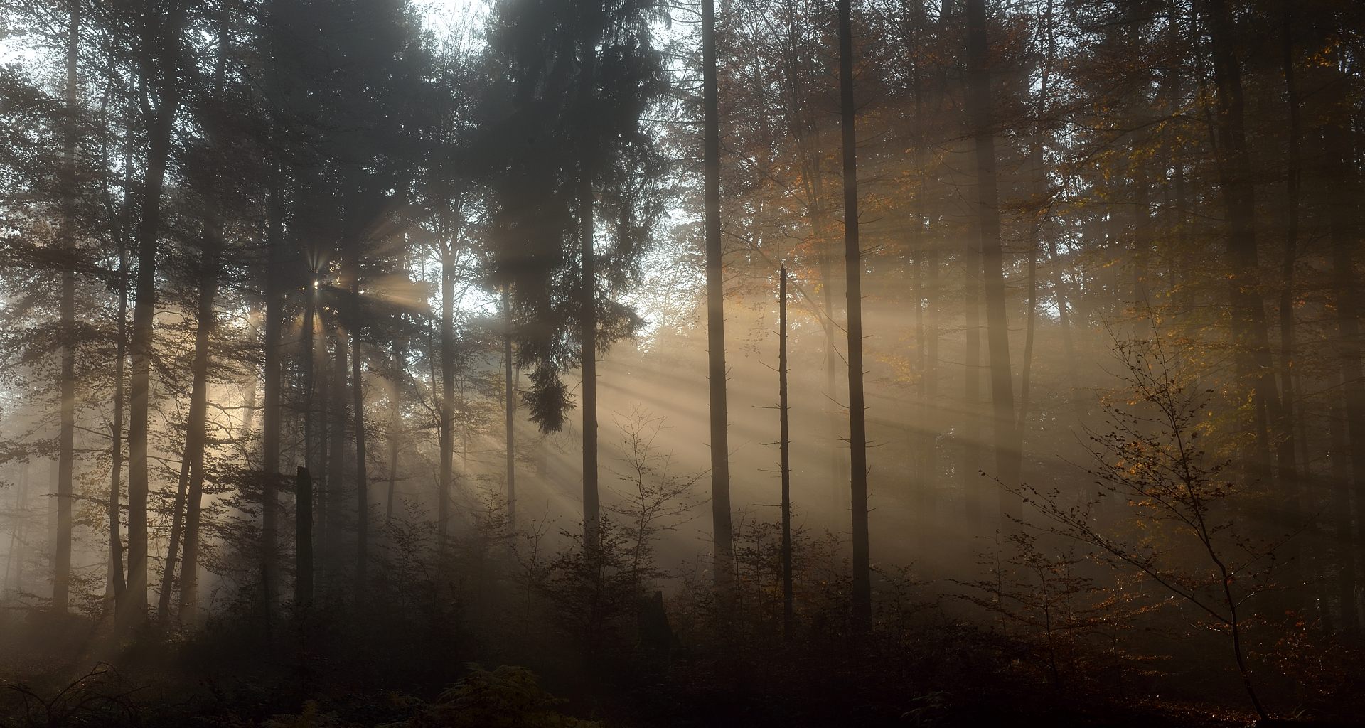 Lichtstimmung im Pfälzerwald, Archivfund. Das Aufstehen hatte sich gelohnt.