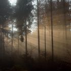 Lichtstimmung im Pfälzerwald, Archivfund. Das Aufstehen hatte sich gelohnt.