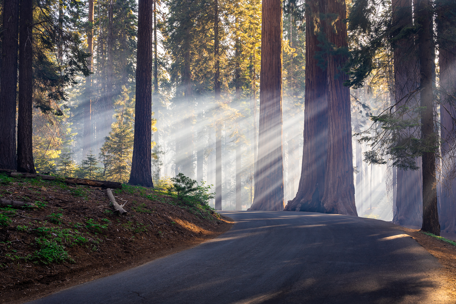 Lichtstimmung im Sequoia National Park